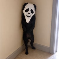 GHOSTDOG logo