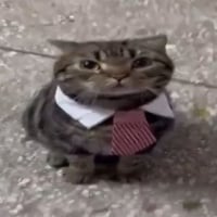 sir