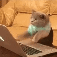 Laptop Cat