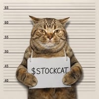 Stock Cat