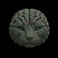 CAT BRAIN
