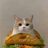 tacocat