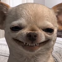 evil chihuahua smiling