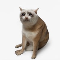 Cash Cat