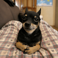 Mr. Nonchalant