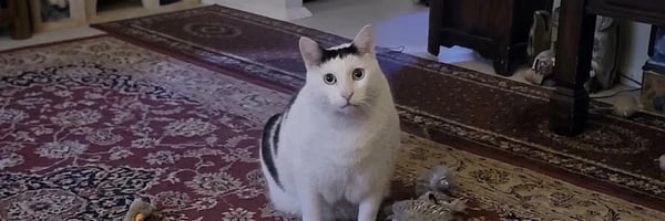 HUHCAT banner