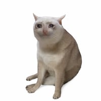 Cash Cat