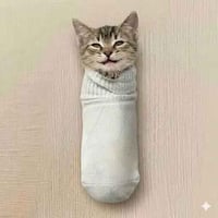 cat in sock