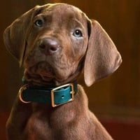 Scooby Doo