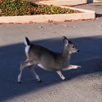 deerabbit