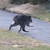 Jimothy The Raccoon