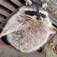 FATCOON logo