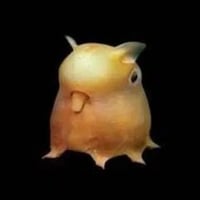 Grimpoteuthis logo