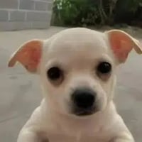 Goob