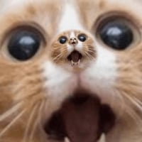 Perpetual Cat
