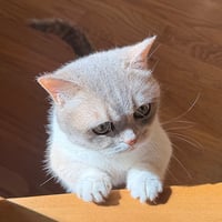 $HYPURR logo