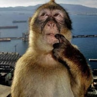 Thinking Monkey