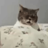 Goon Cat