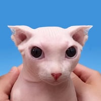 Bingus