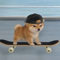 board inu