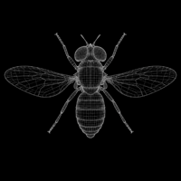 hoverfly