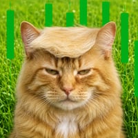 DonaldCat