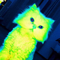 Quantum Cat