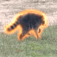 Nubby The Raccoon