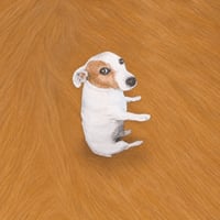 Sitting Dog 