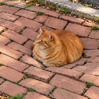 DIPCAT logo
