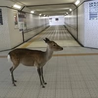 DEER logo