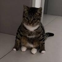 MEOW