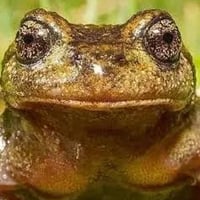 The Pehuenche Frog