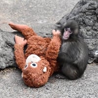 Punch logo