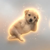 Chill Dog