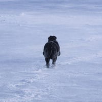 The Nietzschean Dog