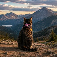 The Nietzschean Cat