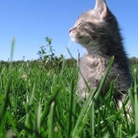 Gemini Cat Gemi
