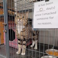 smack cat