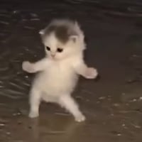 Rave Cat