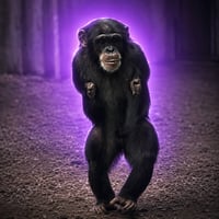Rex The Chimp