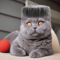 Folk Valley Cat