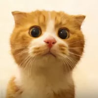 墩墩