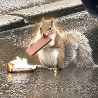 The Gangster Squirrel