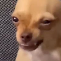 Annoyed Dog