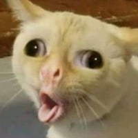 Coughing Cat