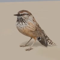cactus wren​⁠
