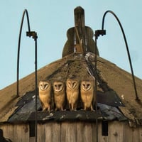 OWLS logo