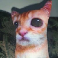 Gato Godxi