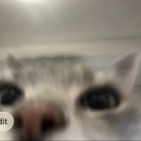 CatGPT